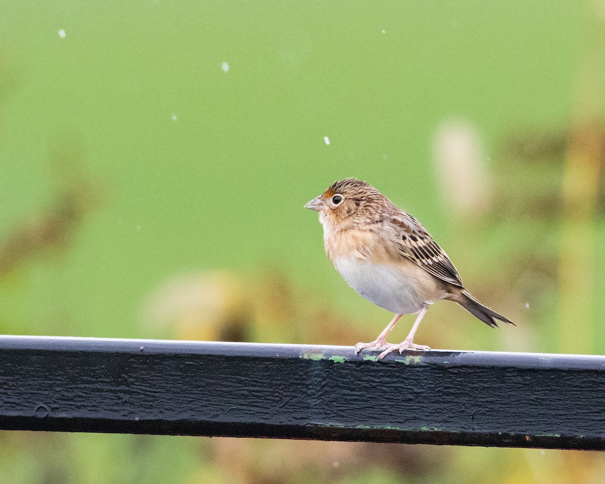 Grasshopper Sparrow - Matthew Zeitler