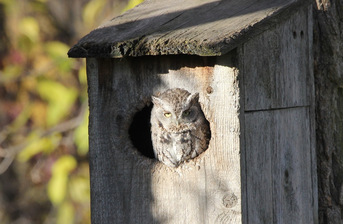 Eastern Screech-Owl - Nancy Gill