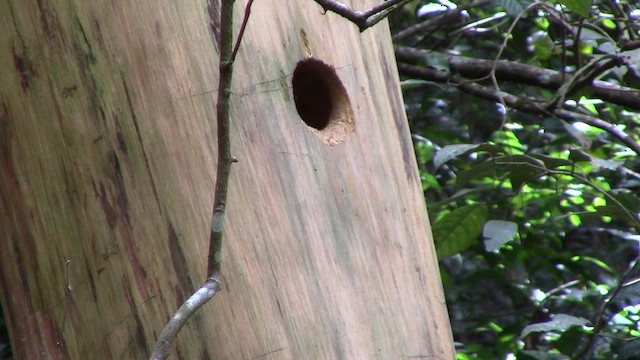 Orange-backed Woodpecker - ML610259801