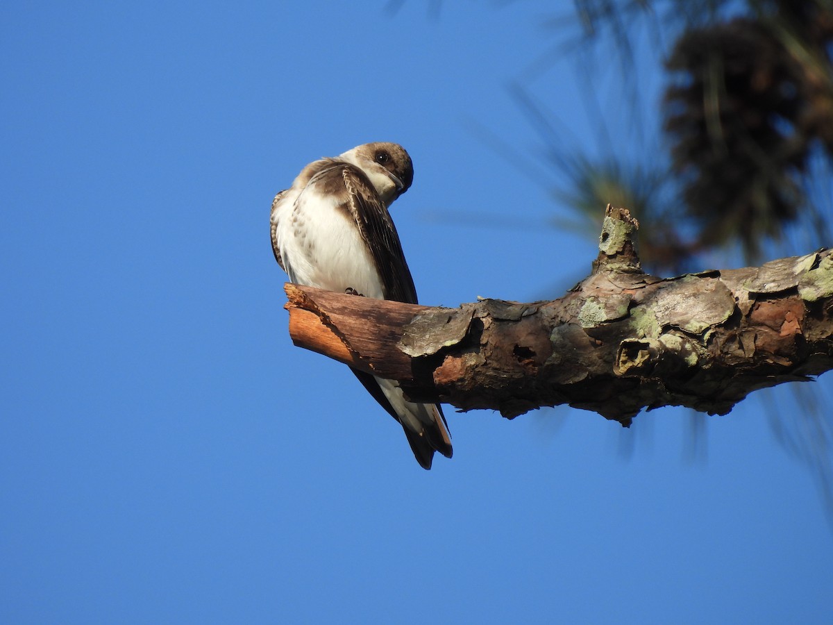 Brown-chested Martin - Francisco Edgardo Pereyra