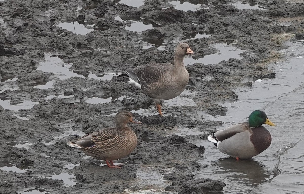 Greater White-fronted Goose - ML610259919
