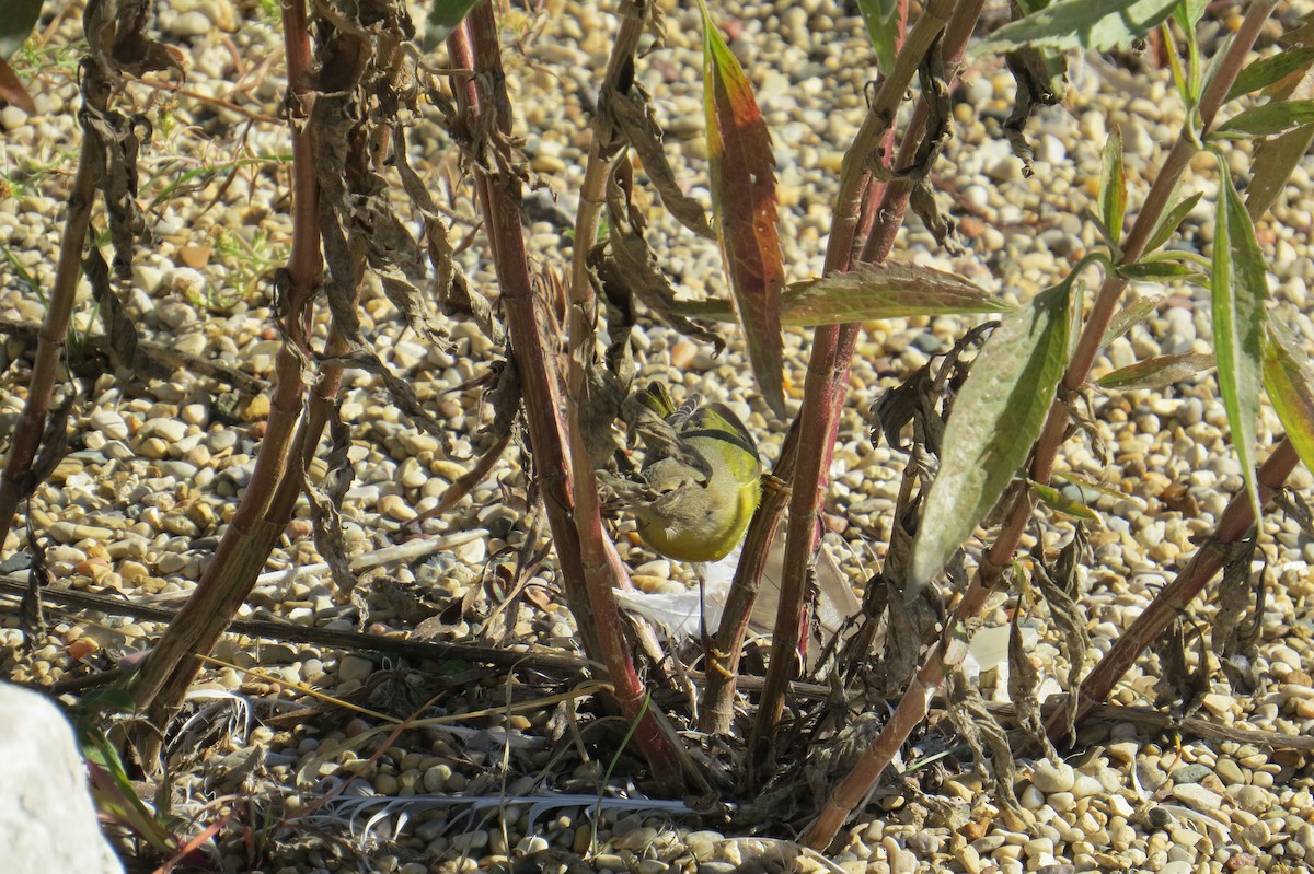 Common Yellowthroat - ML610259942