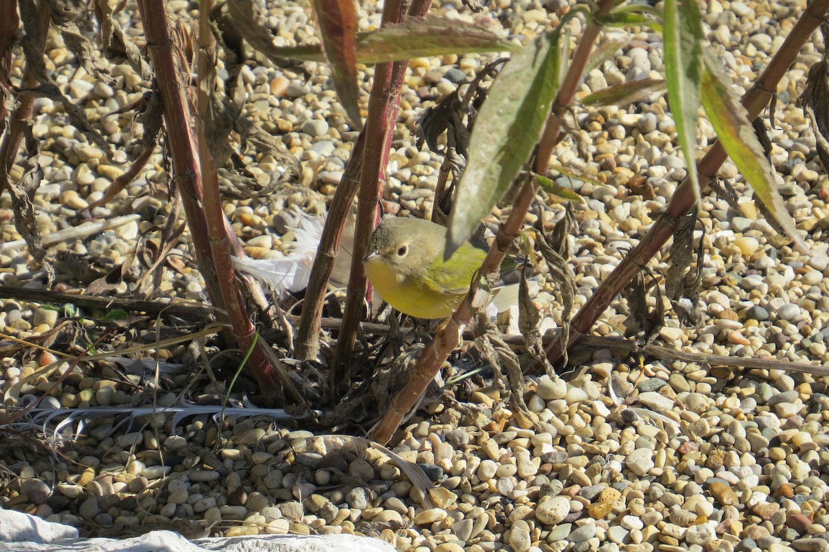 Common Yellowthroat - ML610259943