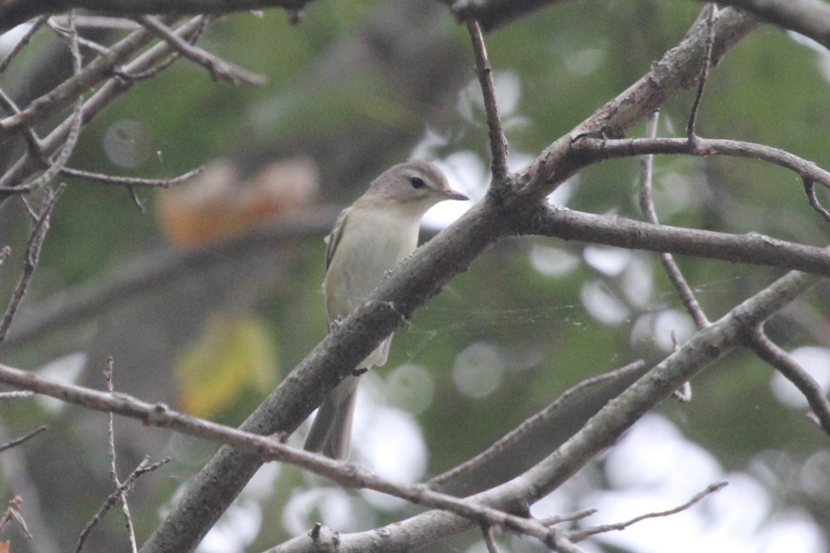 Viréo mélodieux - ML610260078