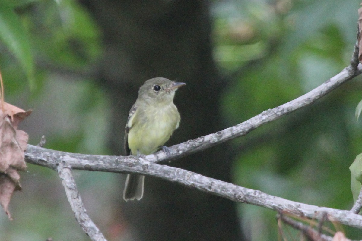 Moucherolle vert - ML610260086