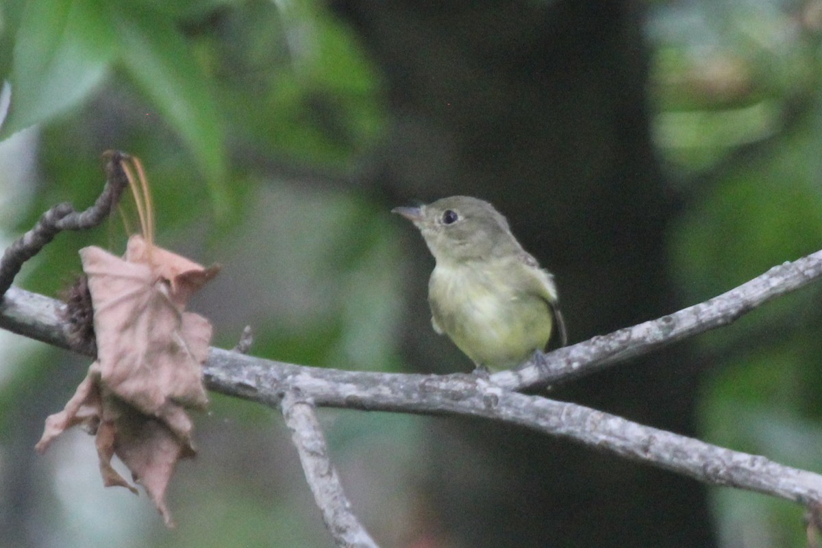 Moucherolle vert - ML610260088