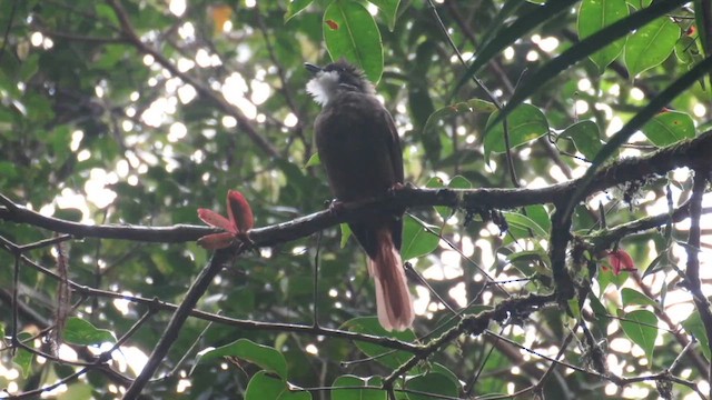 Bulbul à ventre marron - ML610260098