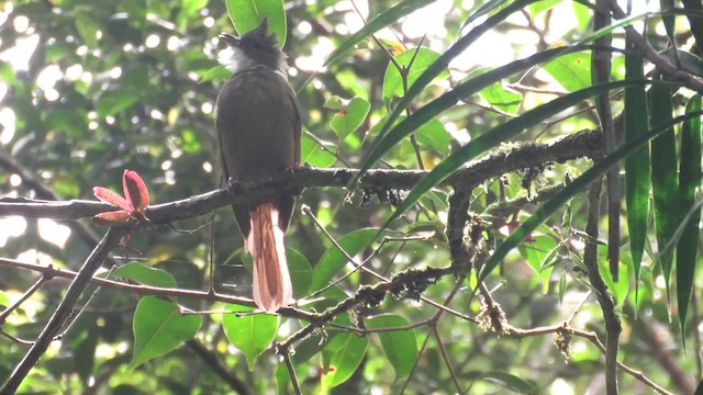 Bulbul Ventricastaño - ML610260099