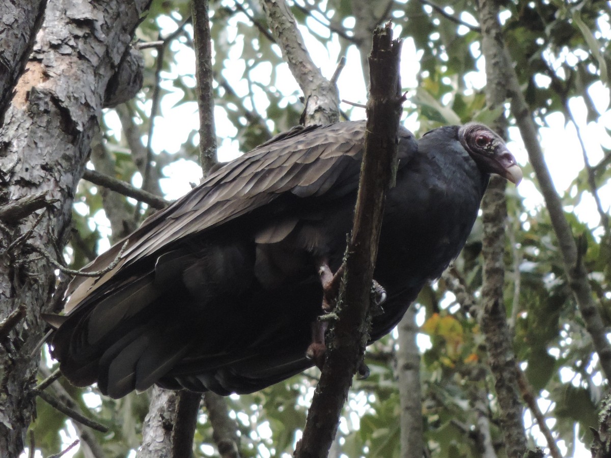 Turkey Vulture - Rich Brown