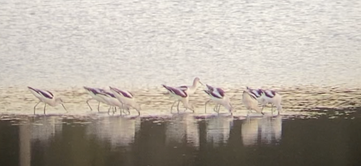 American Avocet - ML610260261