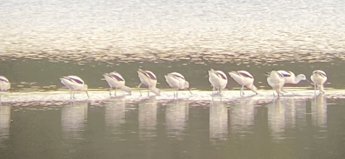American Avocet - ML610260262