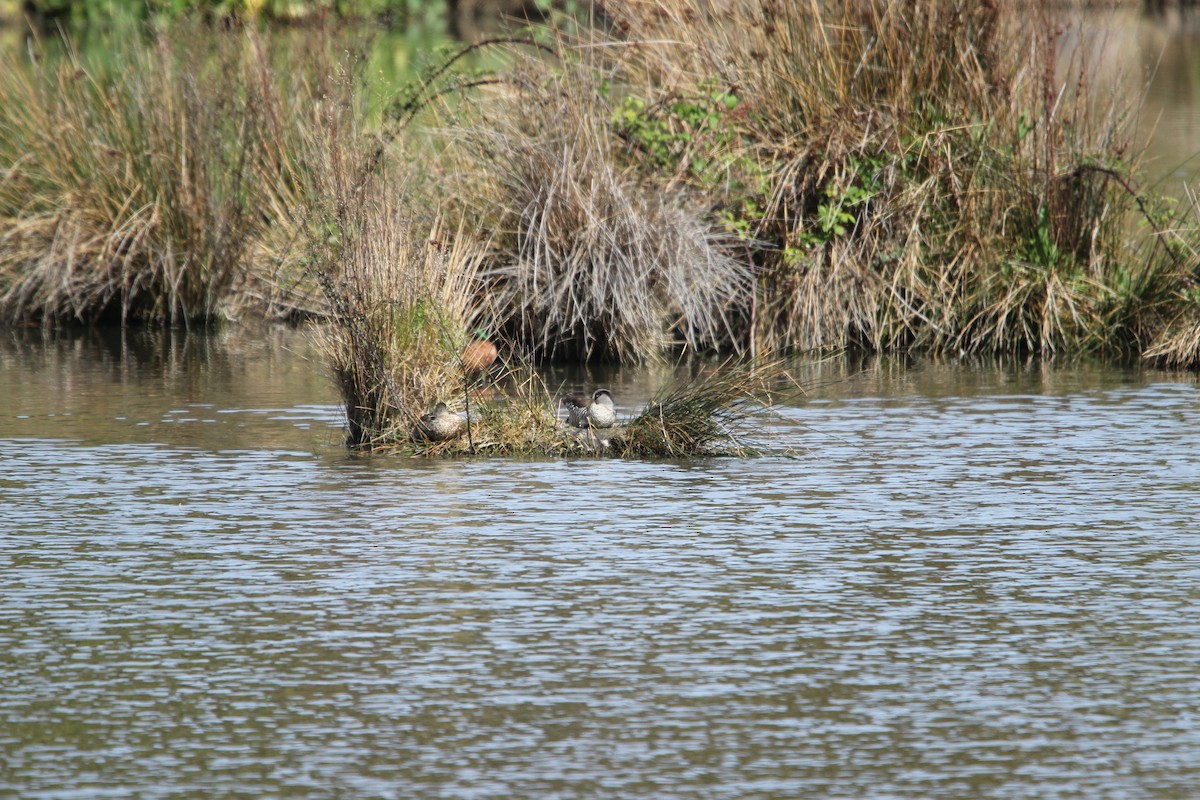 Pato Pachón - ML610260298