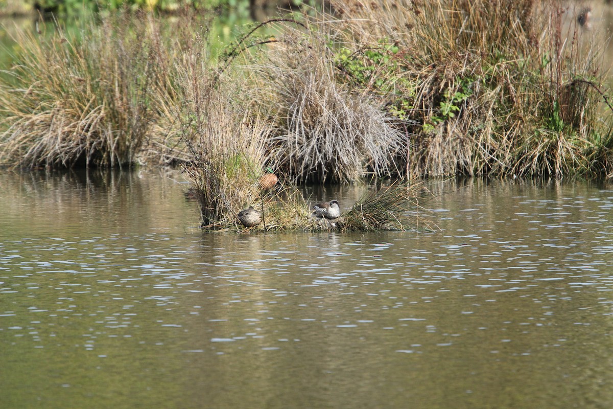 Pato Pachón - ML610260300