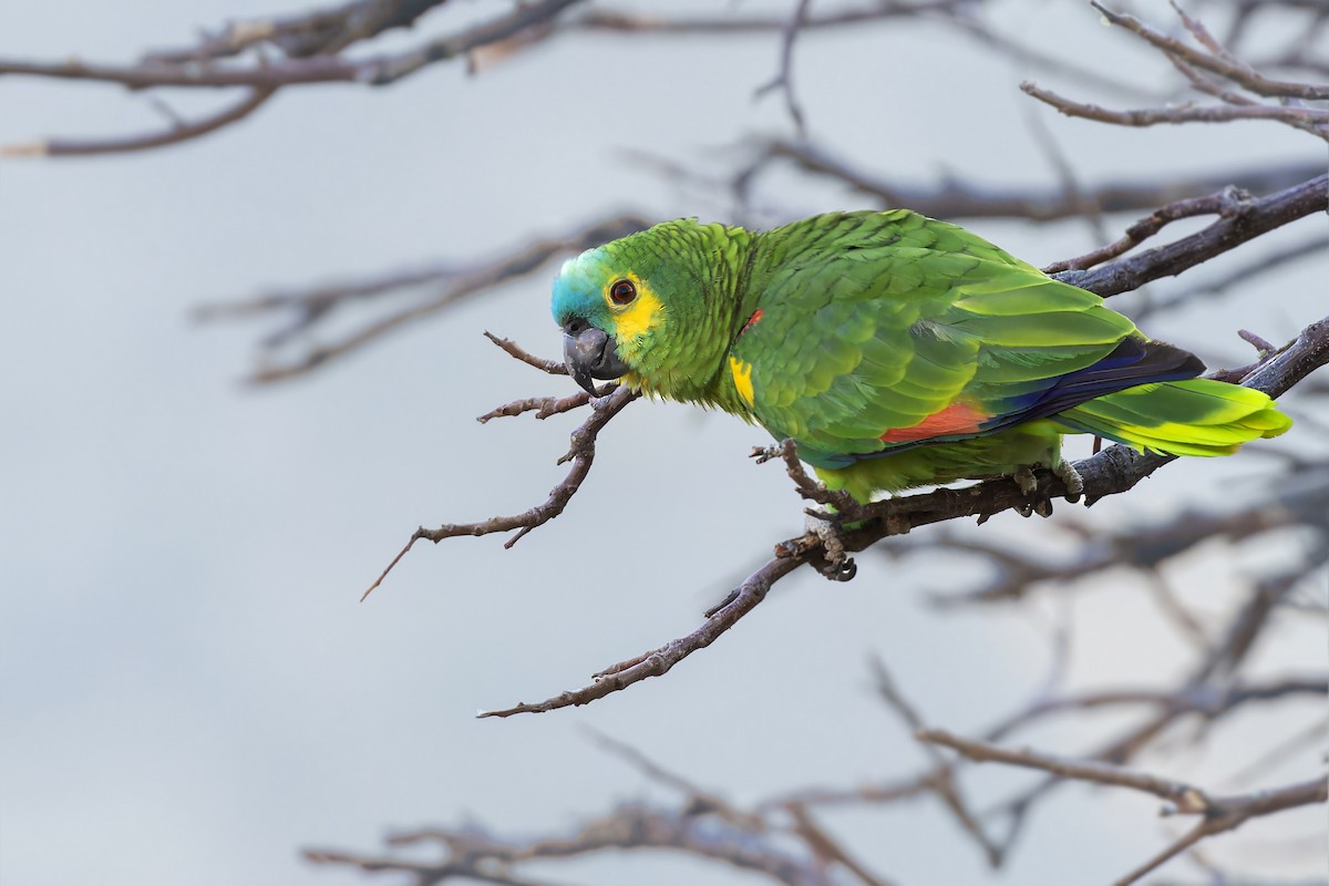 Turquoise-fronted Parrot - ML610260325
