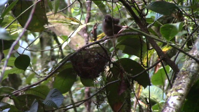 Bulbul à ventre marron - ML610260382