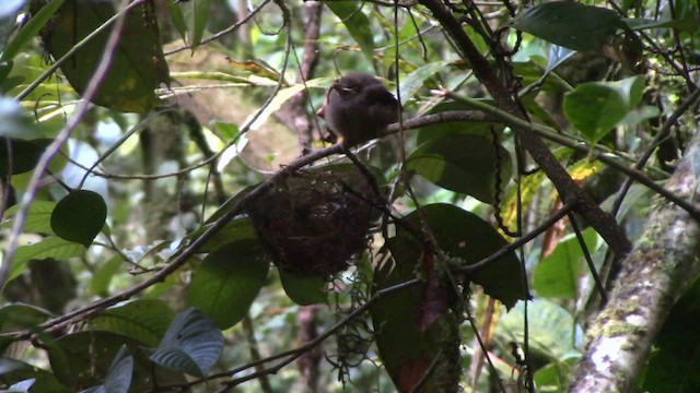 Borneo Dağları Arapbülbülü - ML610260383