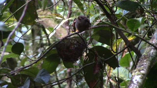 Bulbul à ventre marron - ML610260386