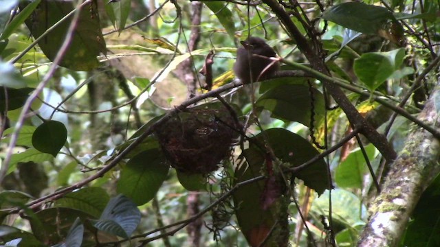 Bulbul à ventre marron - ML610260387