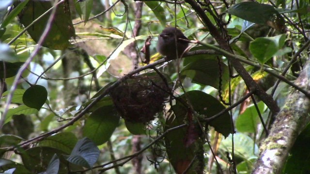 Borneo Dağları Arapbülbülü - ML610260392