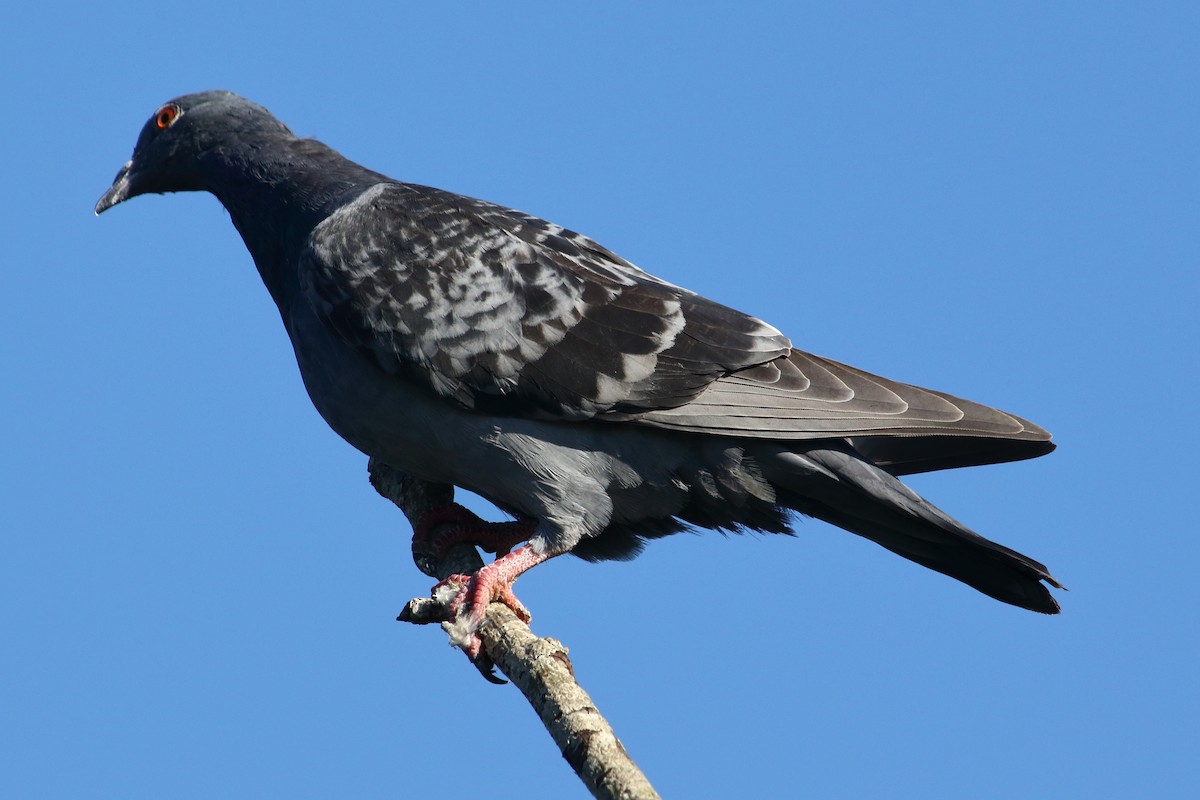 Rock Pigeon (Feral Pigeon) - gord smith