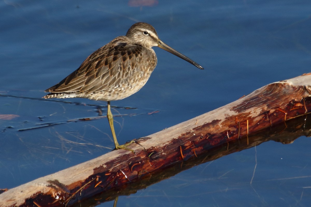 Long-billed Dowitcher - ML610260467