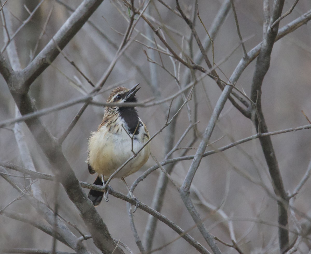 Stripe-backed Antbird - ML610260490