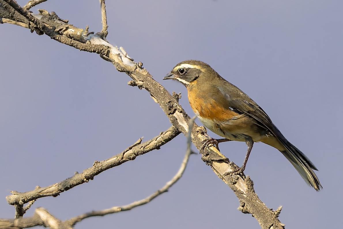 Black-and-chestnut Warbling Finch - Bradley Hacker 🦜