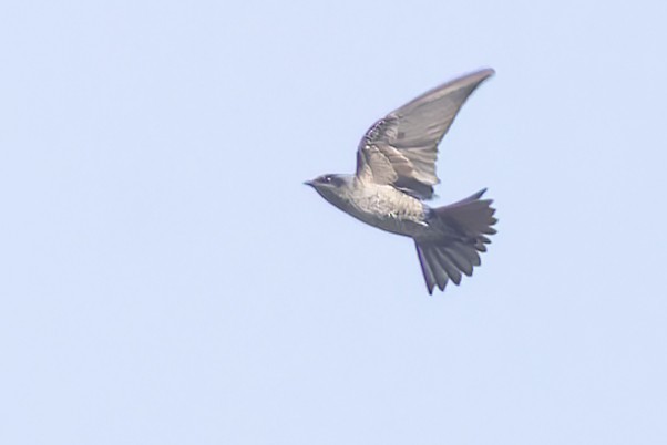 Southern Martin - Bradley Hacker 🦜