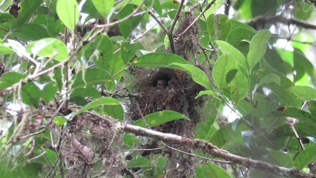 Pygmy Flycatcher - ML610260767