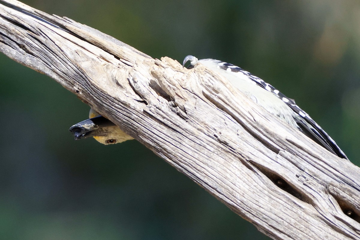 Golden-fronted Woodpecker (Northern) - ML610260794