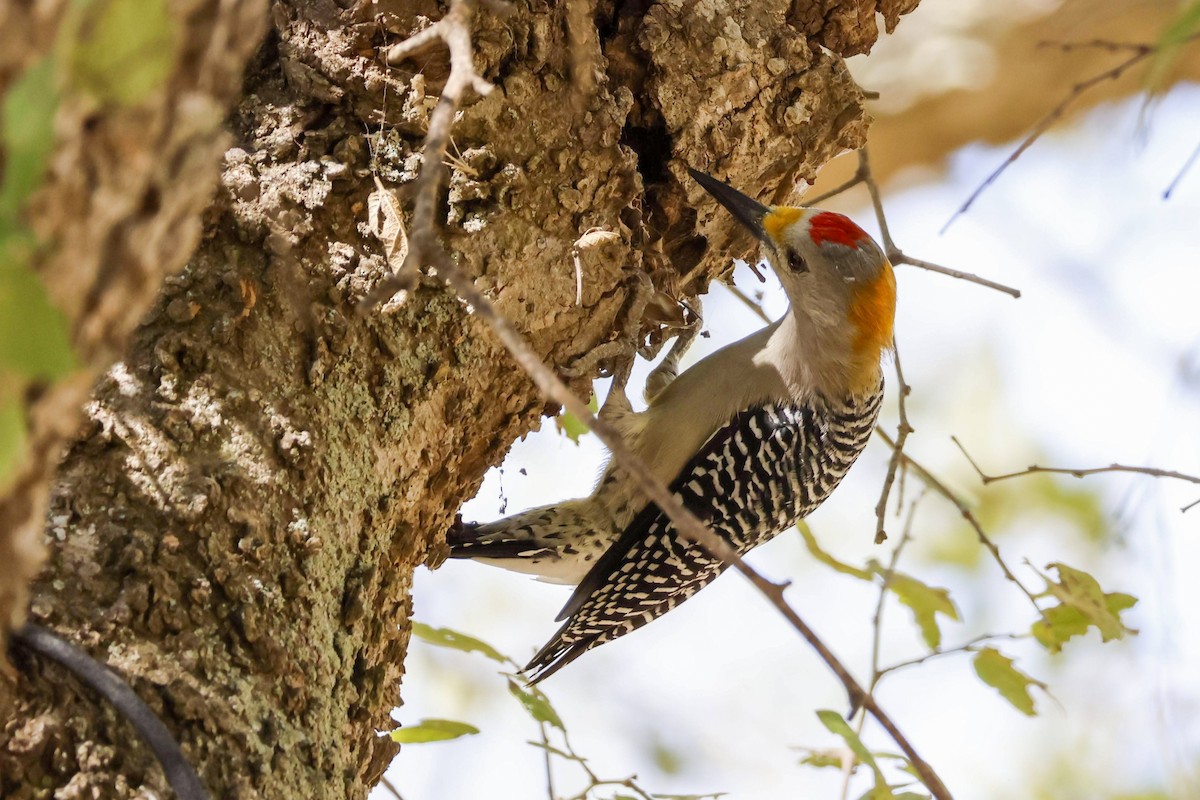 Golden-fronted Woodpecker (Northern) - ML610260795