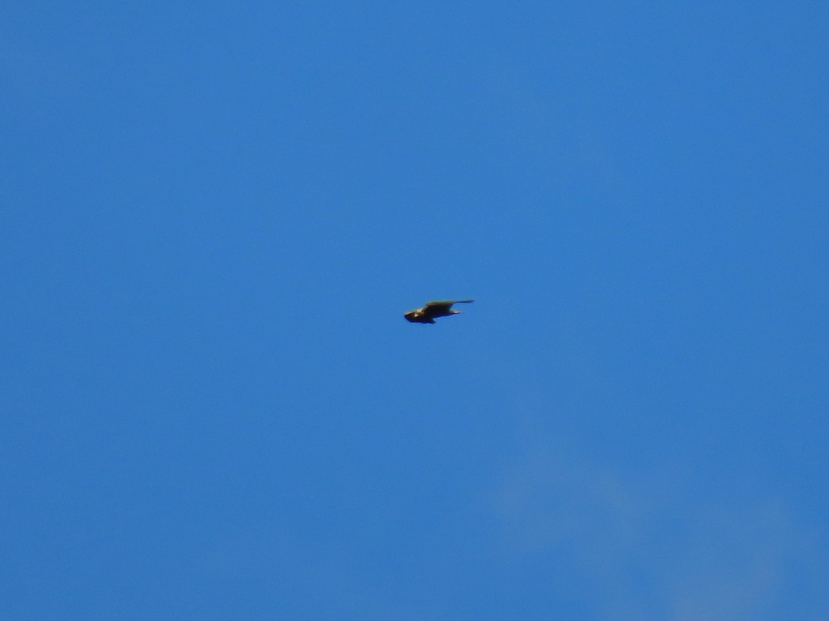 Golden Eagle - ML610260801