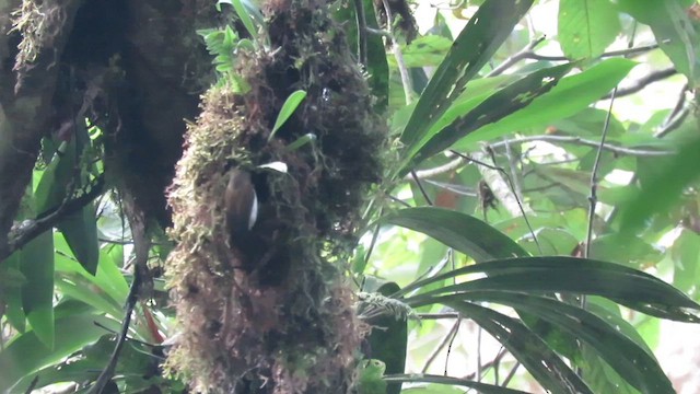 Pygmy Flycatcher - ML610260967