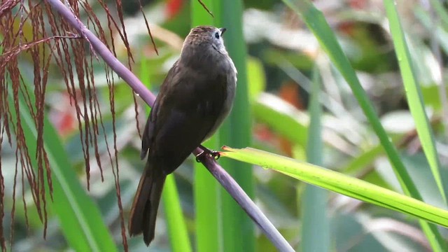 Pale-faced Bulbul - ML610261099