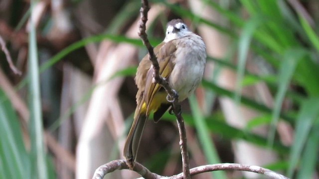 Pale-faced Bulbul - ML610261187