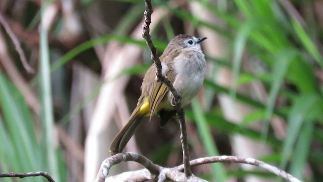 Pale-faced Bulbul - ML610261200