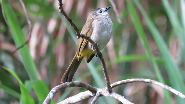 Pale-faced Bulbul - ML610261204