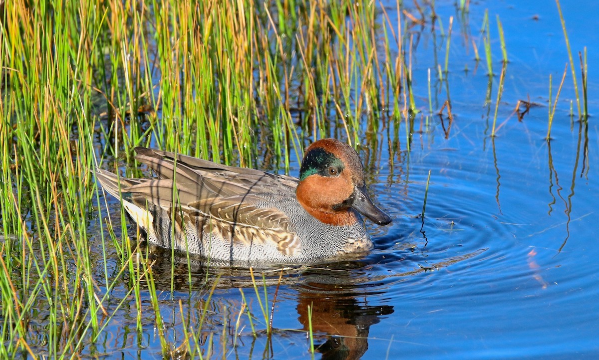 Green-winged Teal - Devin Griffiths