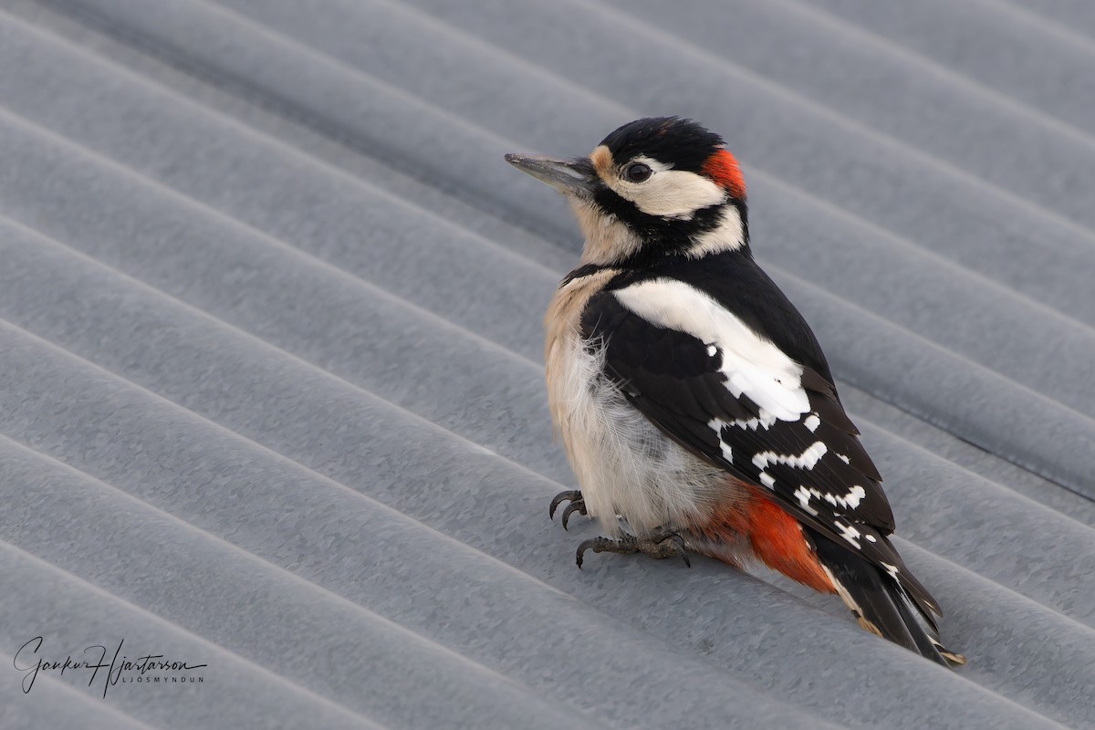 Great Spotted Woodpecker - Gaukur Hjartarson