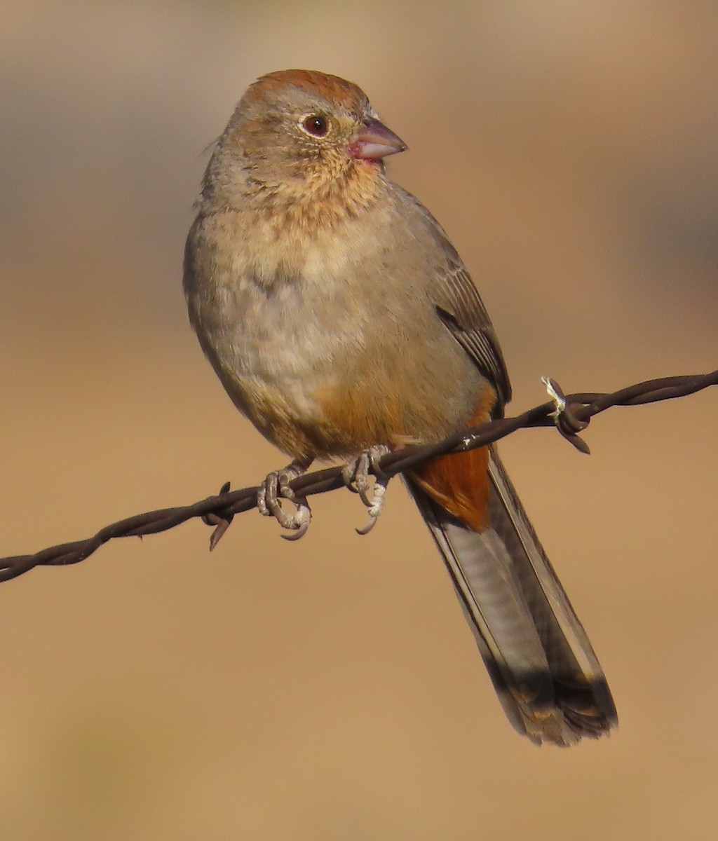 Canyon Towhee - ML610261420
