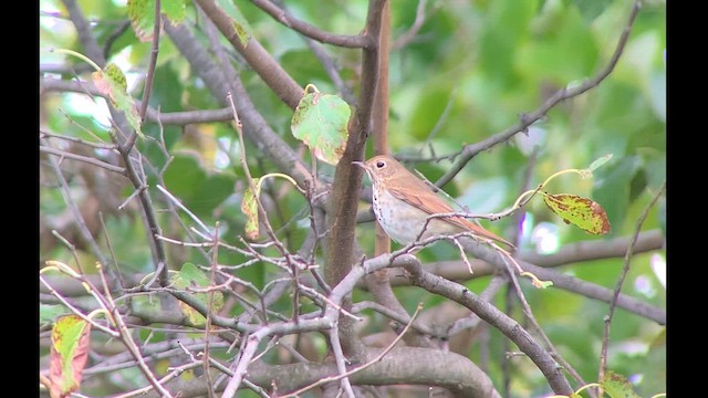 Hermit Thrush - ML610261495