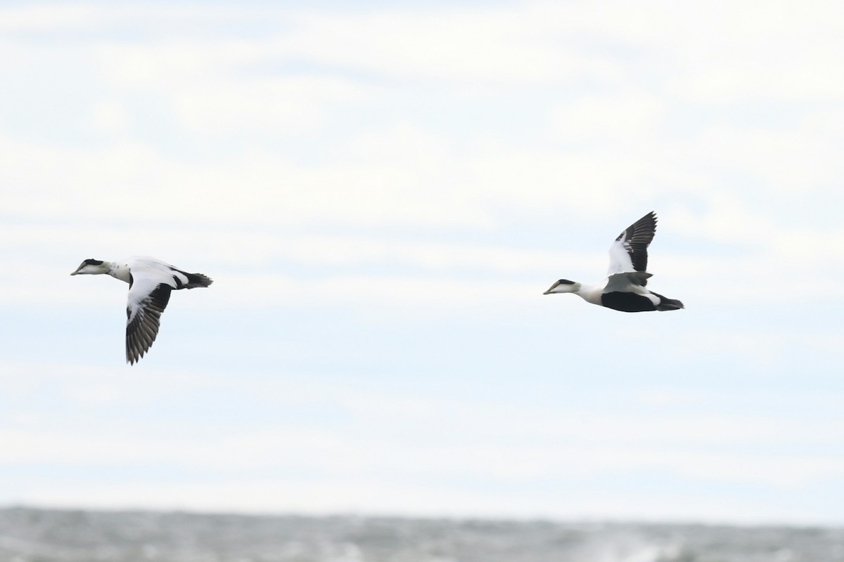 Common Eider (Dresser's) - ML610261608