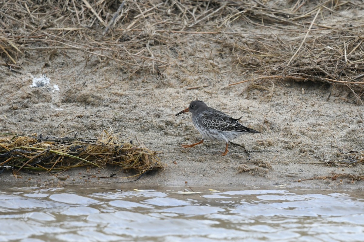 Purple Sandpiper - ML610261643