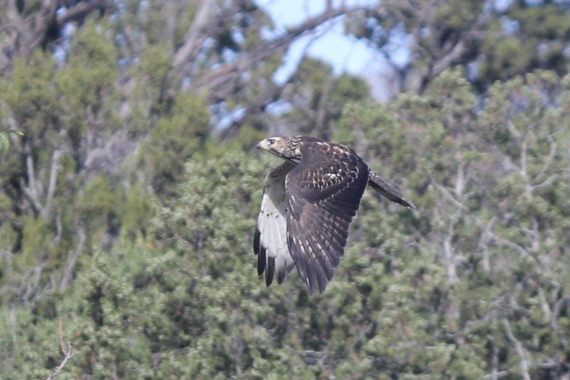 Broad-winged Hawk - ML610261646