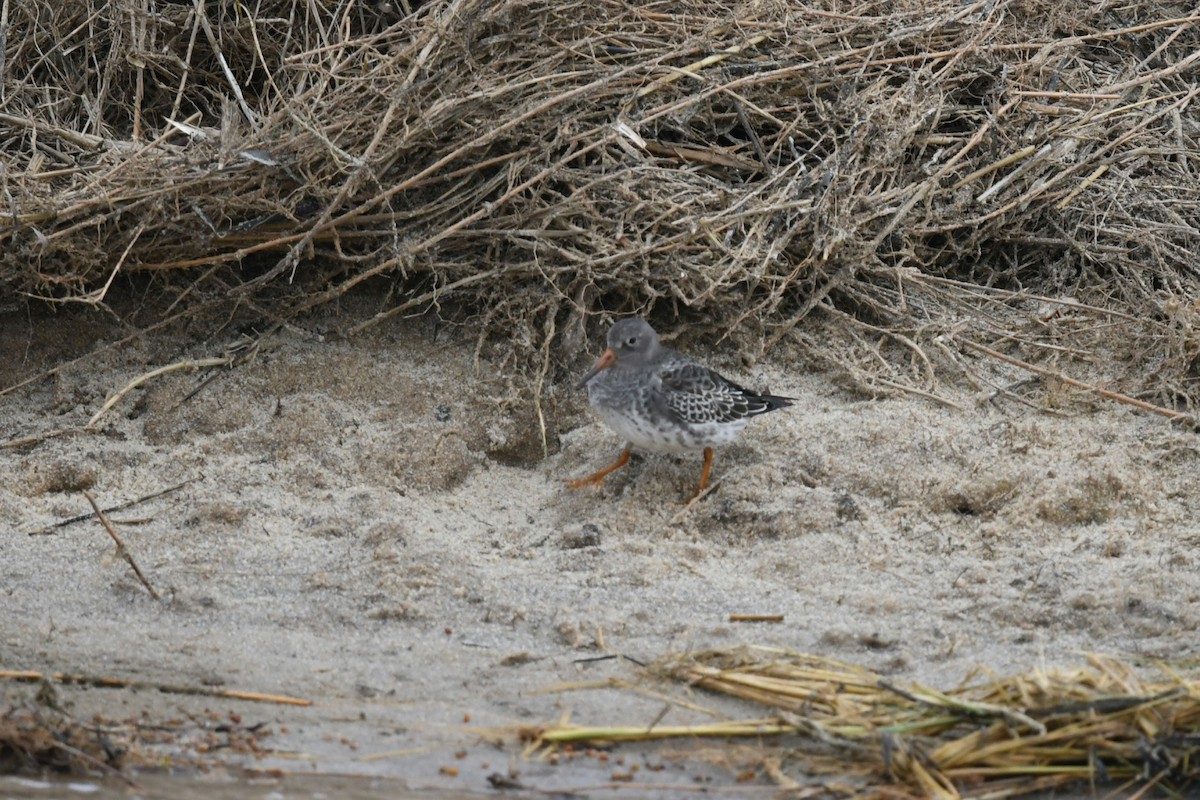 Purple Sandpiper - ML610261647