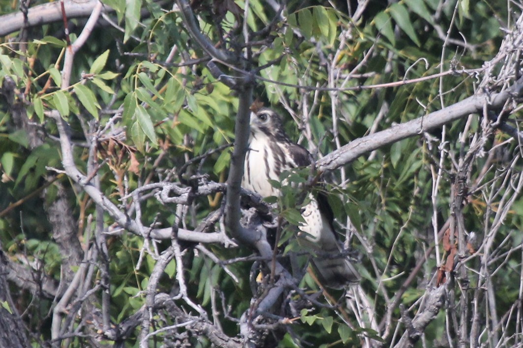 Broad-winged Hawk - ML610261648