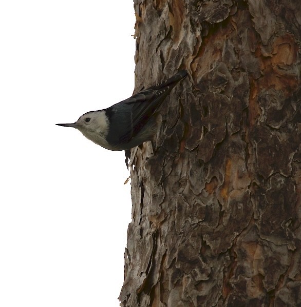 White-breasted Nuthatch - ML610261696