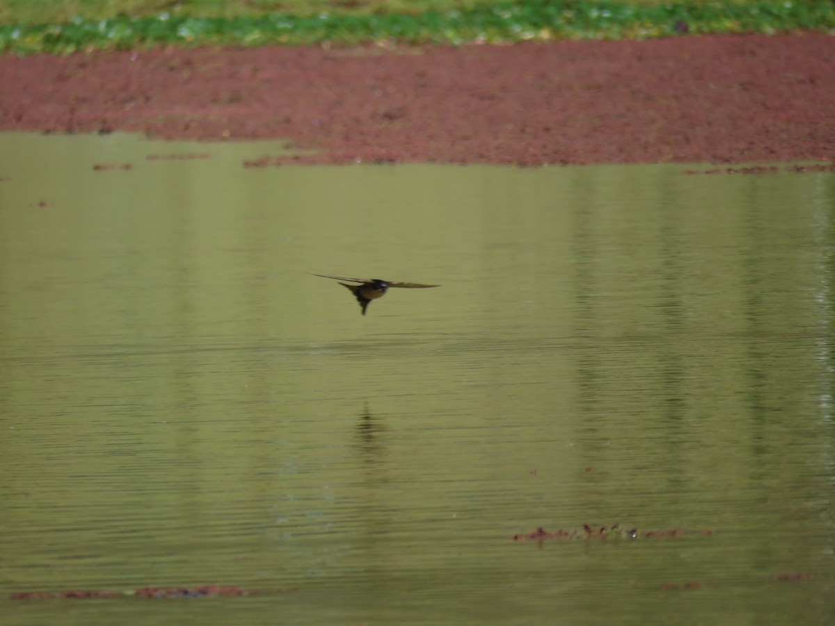 Brown-bellied Swallow - ML61026171