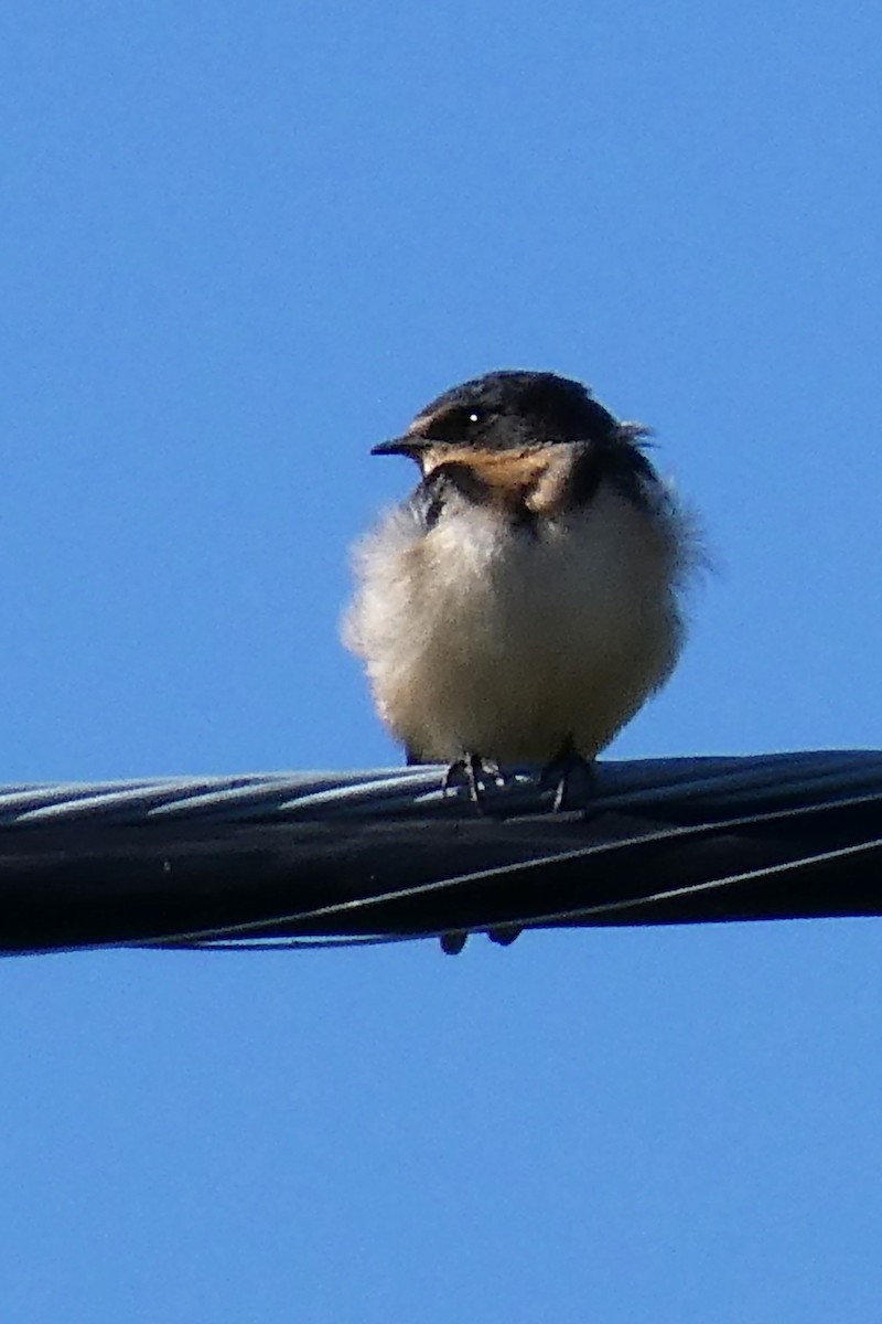 Barn Swallow - ML610261726