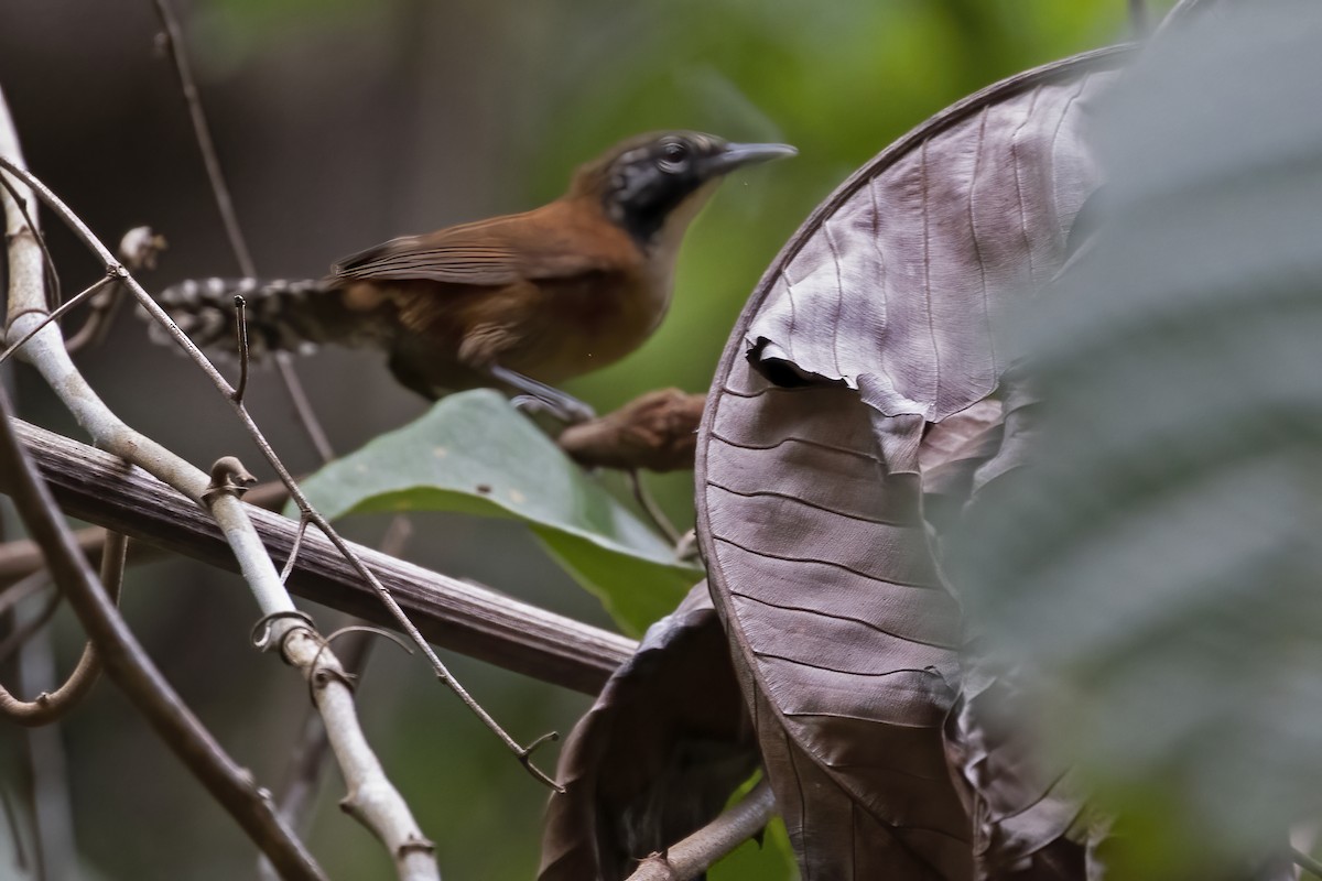 Coraya Wren - ML610261737